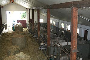 Rinderzucht: Grauvieh, Pustertaler Sprinzen, Schwäbischhaller